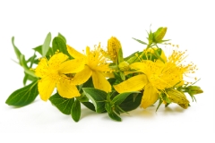 セントジョンズワート