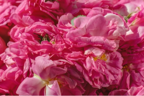 ローズ＆イランイラン