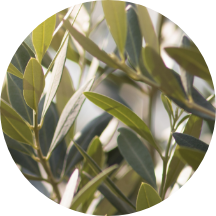 オリーブ葉エキス